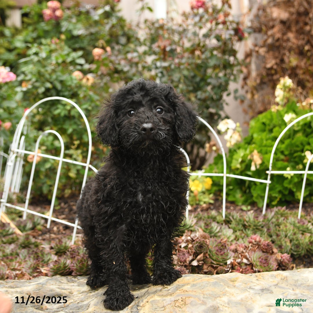 Toy Poodle dogs for sale: Saba - Ad 2