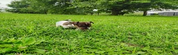 Jack Russell Terrier dogs for sale: Misty - Ad 3