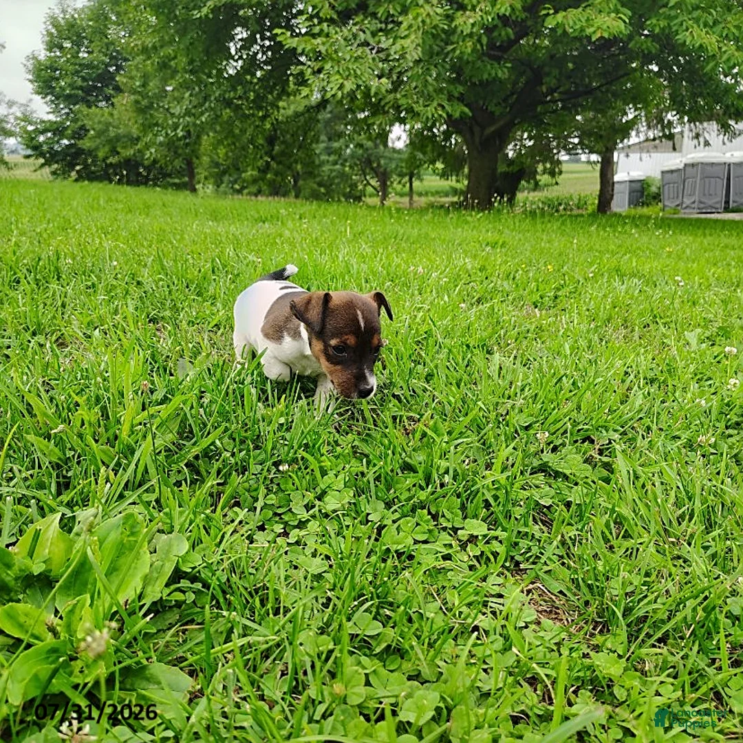 Jack Russell Terrier dogs for sale: Misty - Ad 3