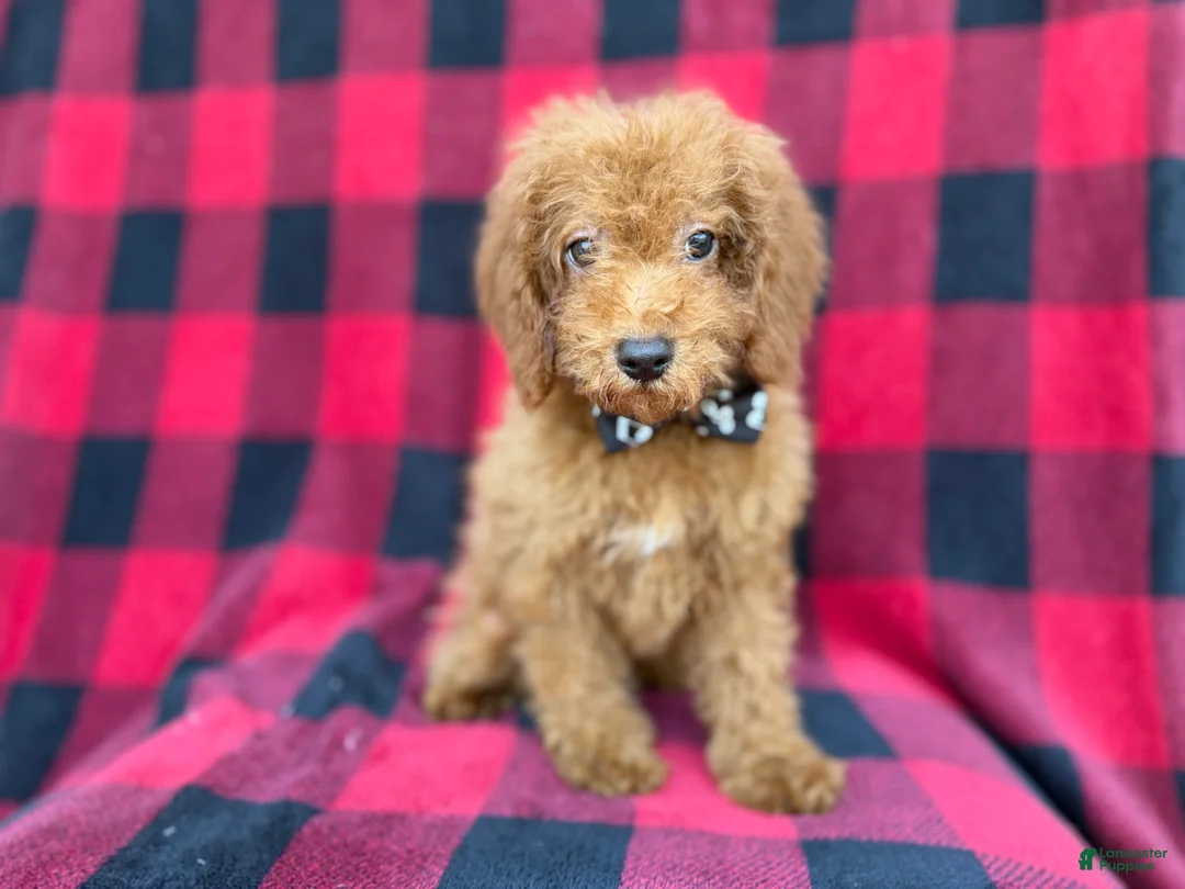 Cockapoo dogs for sale: Cash - Ad 2