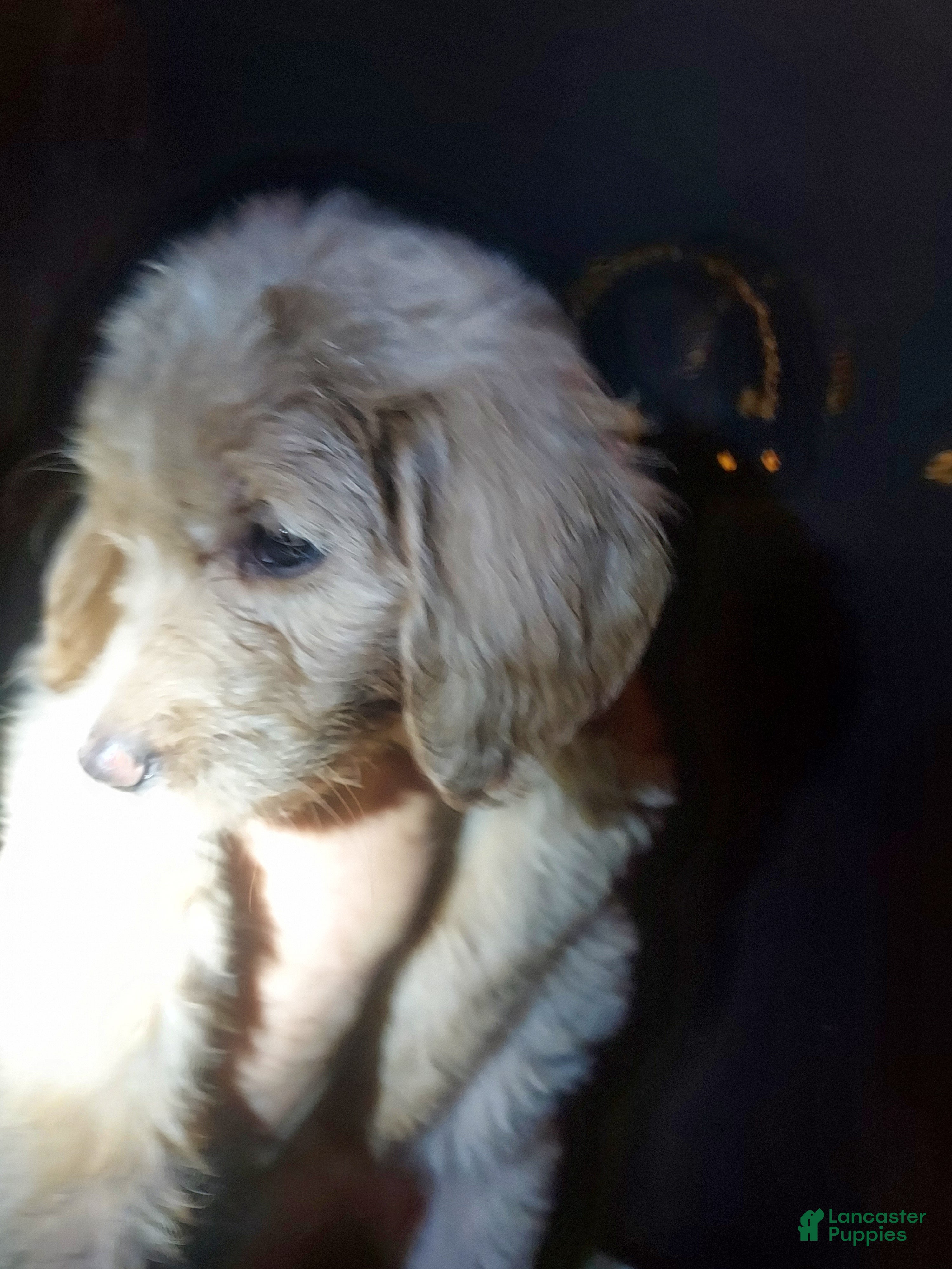 Goldendoodle dogs Goldendoodle Puppy 8 - Ad 18