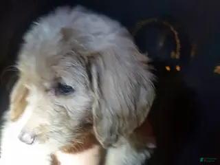 Goldendoodle dogs Goldendoodle Puppy 8 - Ad 18