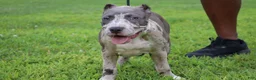 American Bully dogs for sale: Iris - Ad 1