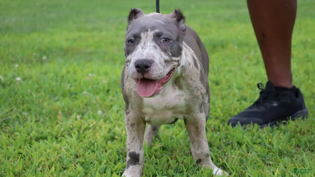 American Bully dogs for sale: Iris - Ad 1