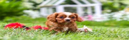 Cavalier King Charles Spaniel dogs for sale: Ollie - Ad 7