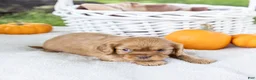 Cavalier King Charles Spaniel dogs for sale: Cookie - Ad 6