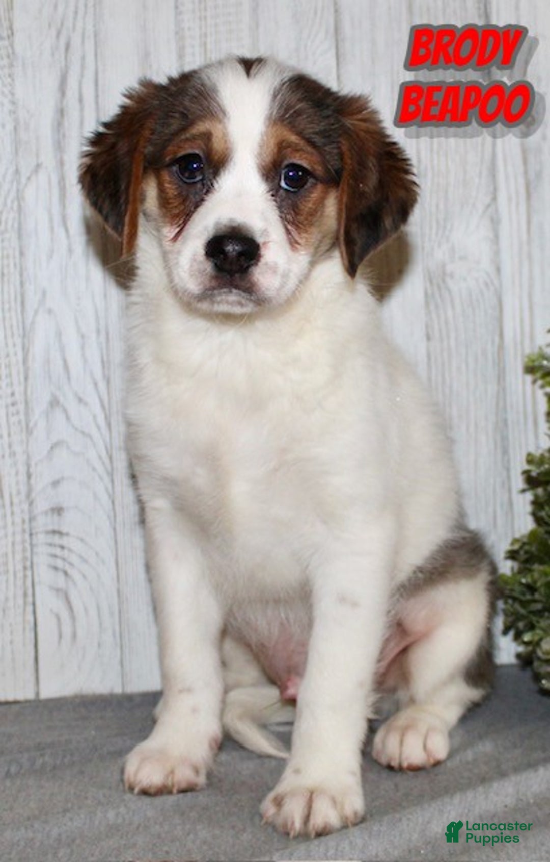 Mixed Breed dogs for sale: Brody - Ad 1