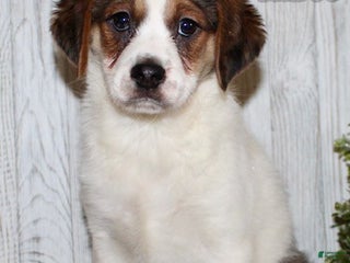 Mixed Breed dogs Brody - Ad 34