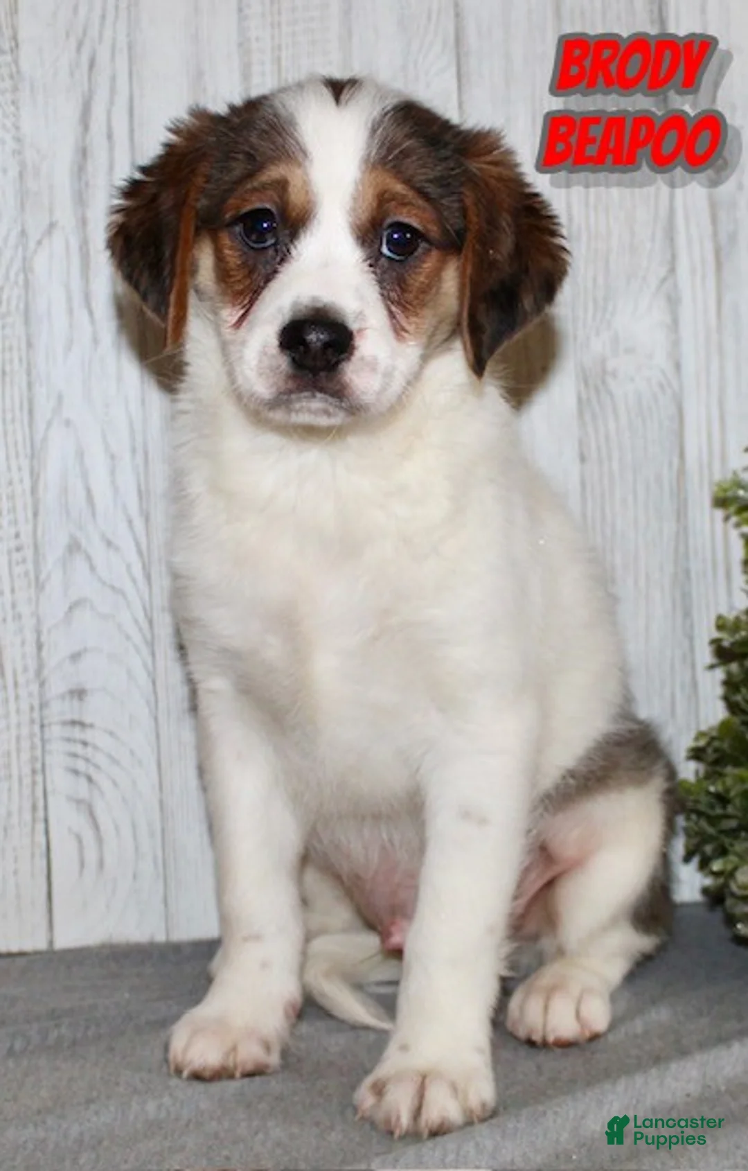 Mixed Breed dogs for sale: Brody - Ad 1