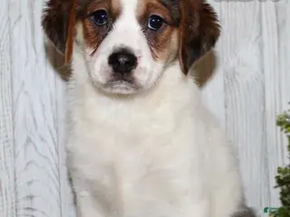 Mixed Breed dogs Brody - Ad 16