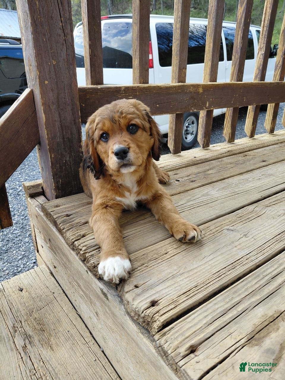 Mixed Breed dogs Arnie - Ad 1