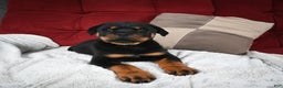 Rottweiler dogs for sale: Griffin / Mocha – Santos Ad-Dirah - Ad 6