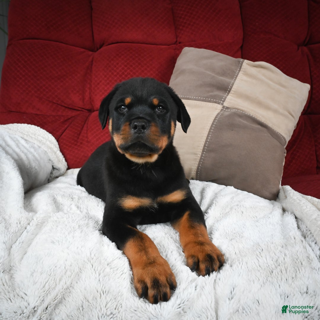 Rottweiler dogs for sale: Griffin / Mocha – Santos Ad-Dirah - Ad 6