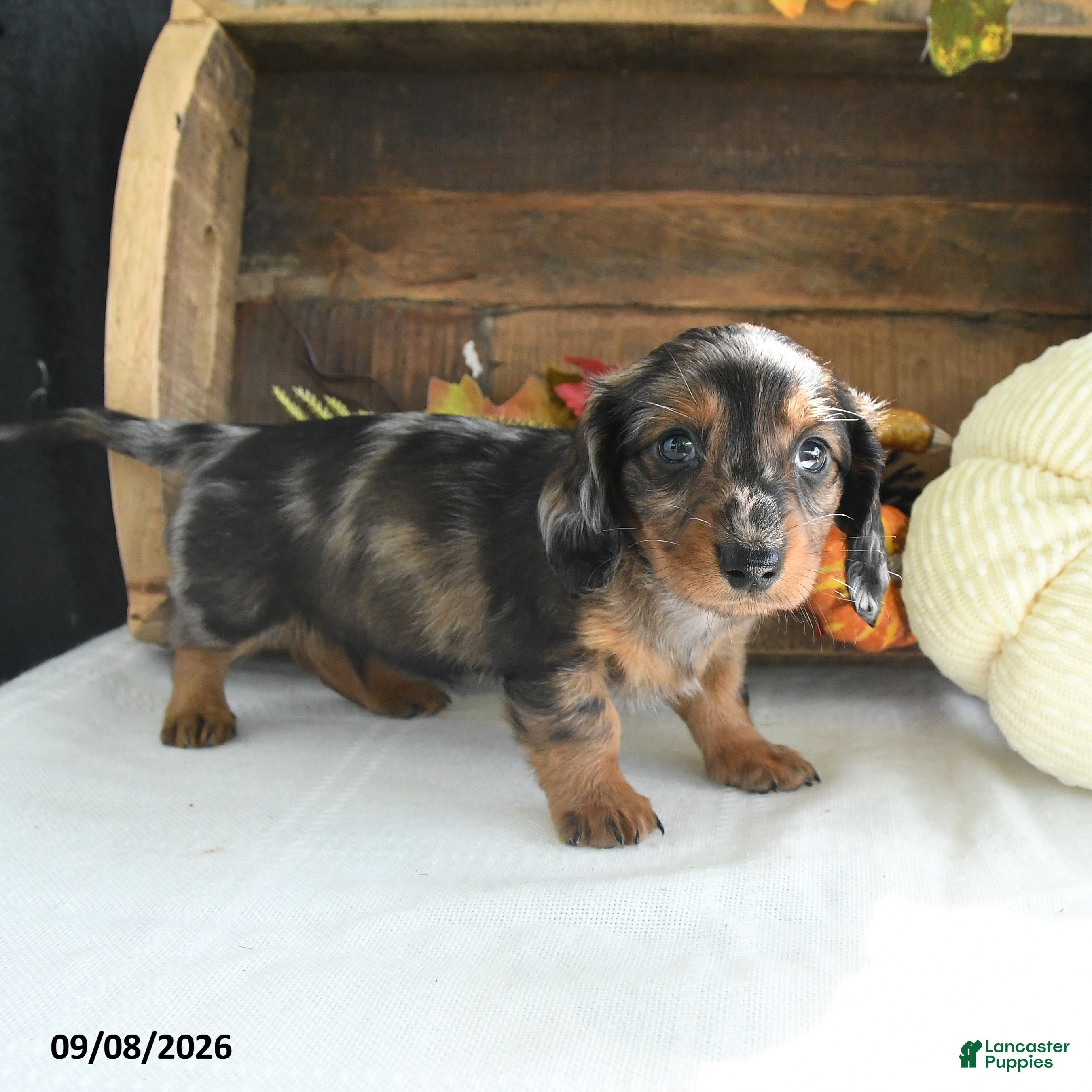Miniature Dachshund dogs Zeke - Ad 2