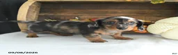Miniature Dachshund dogs for sale: Zeke - Ad 2
