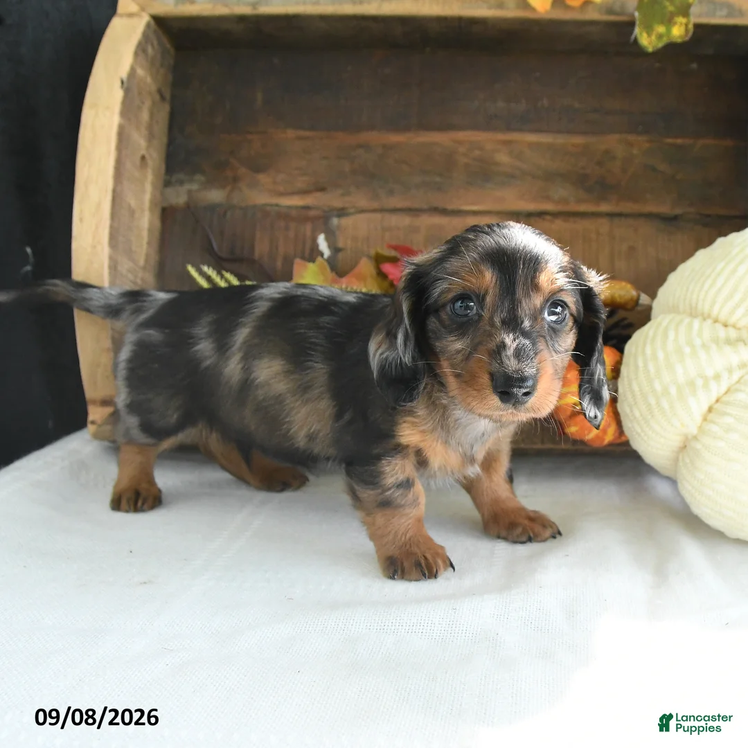 Miniature Dachshund dogs for sale: Zeke - Ad 2