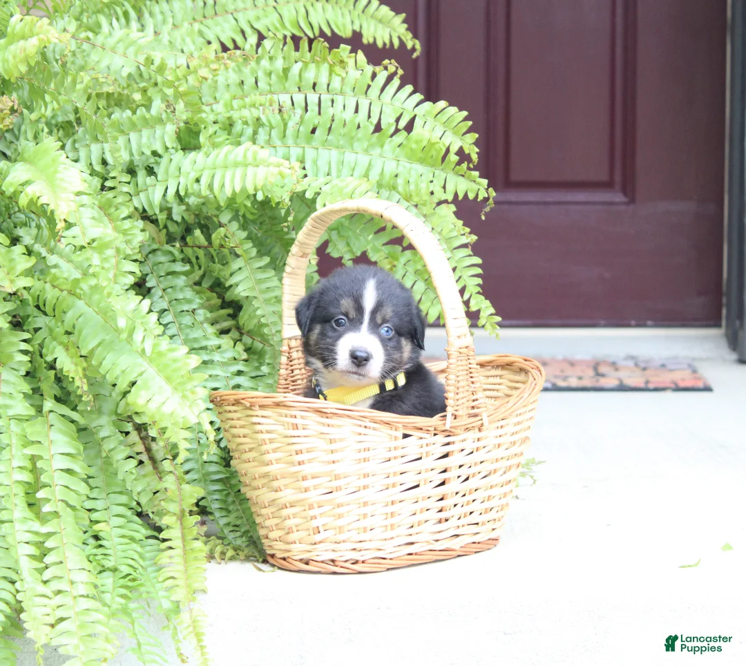 Miniature Australian Shepherd dogs for sale: Ace - Ad 1