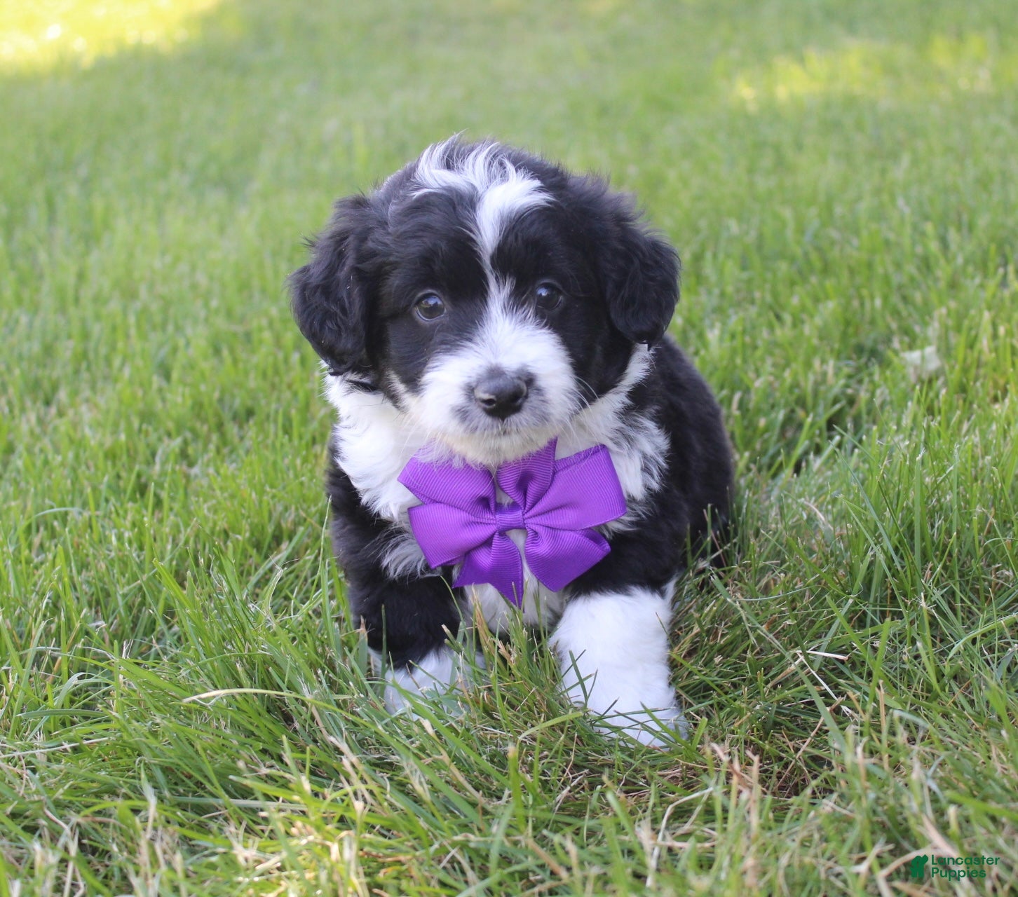 Mini Aussiedoodle dogs for sale: Jackson 💎 - Ad 6