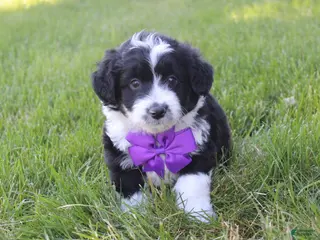 Mini Aussiedoodle dogs for sale: Jackson 💎 - Ad 2