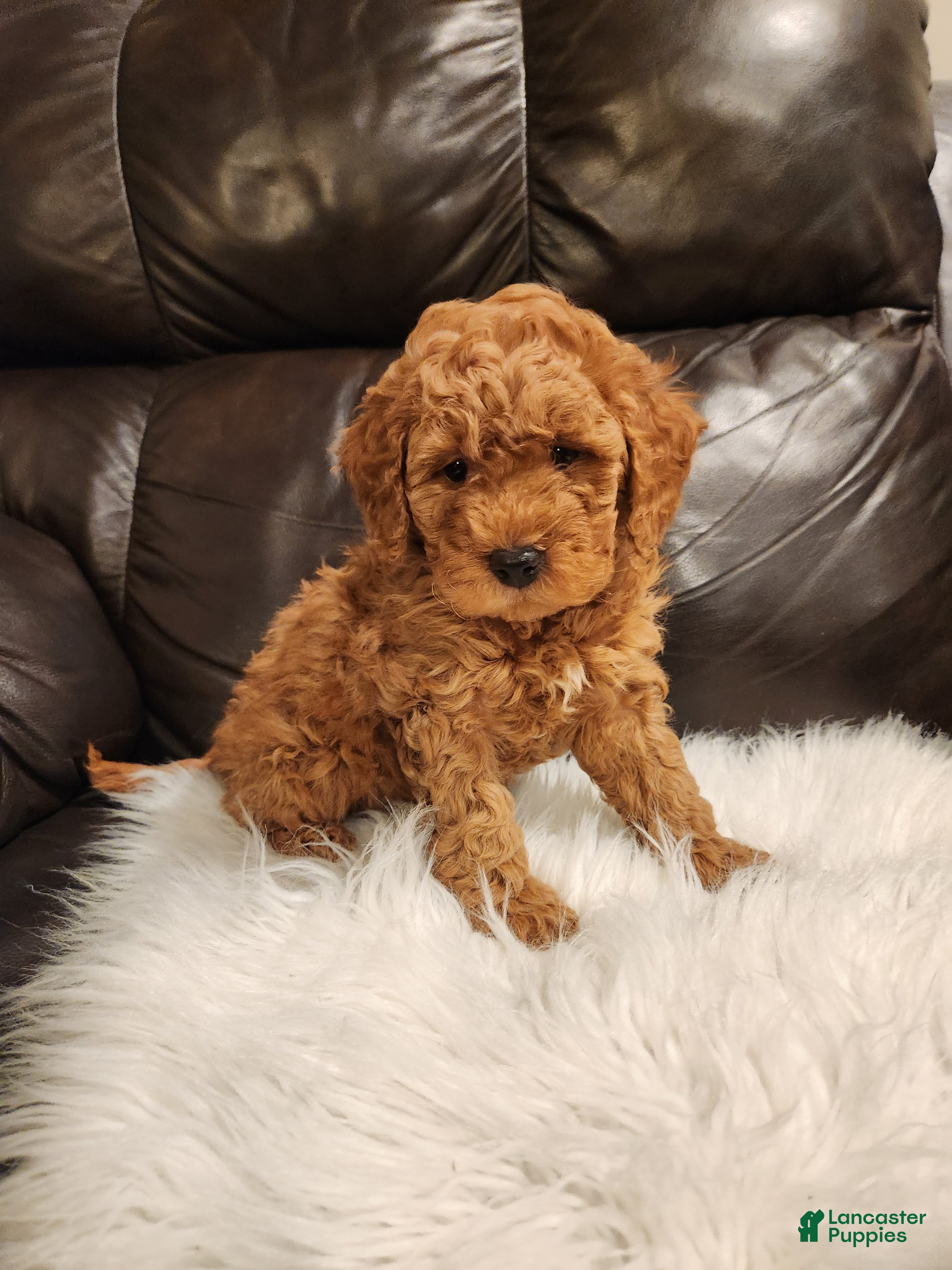 Mini Bernedoodle dogs CASPER - MINI BERNEDOODLE LOVELY PUPPY (RICHLAND, PA) - F1BB - Ad 1