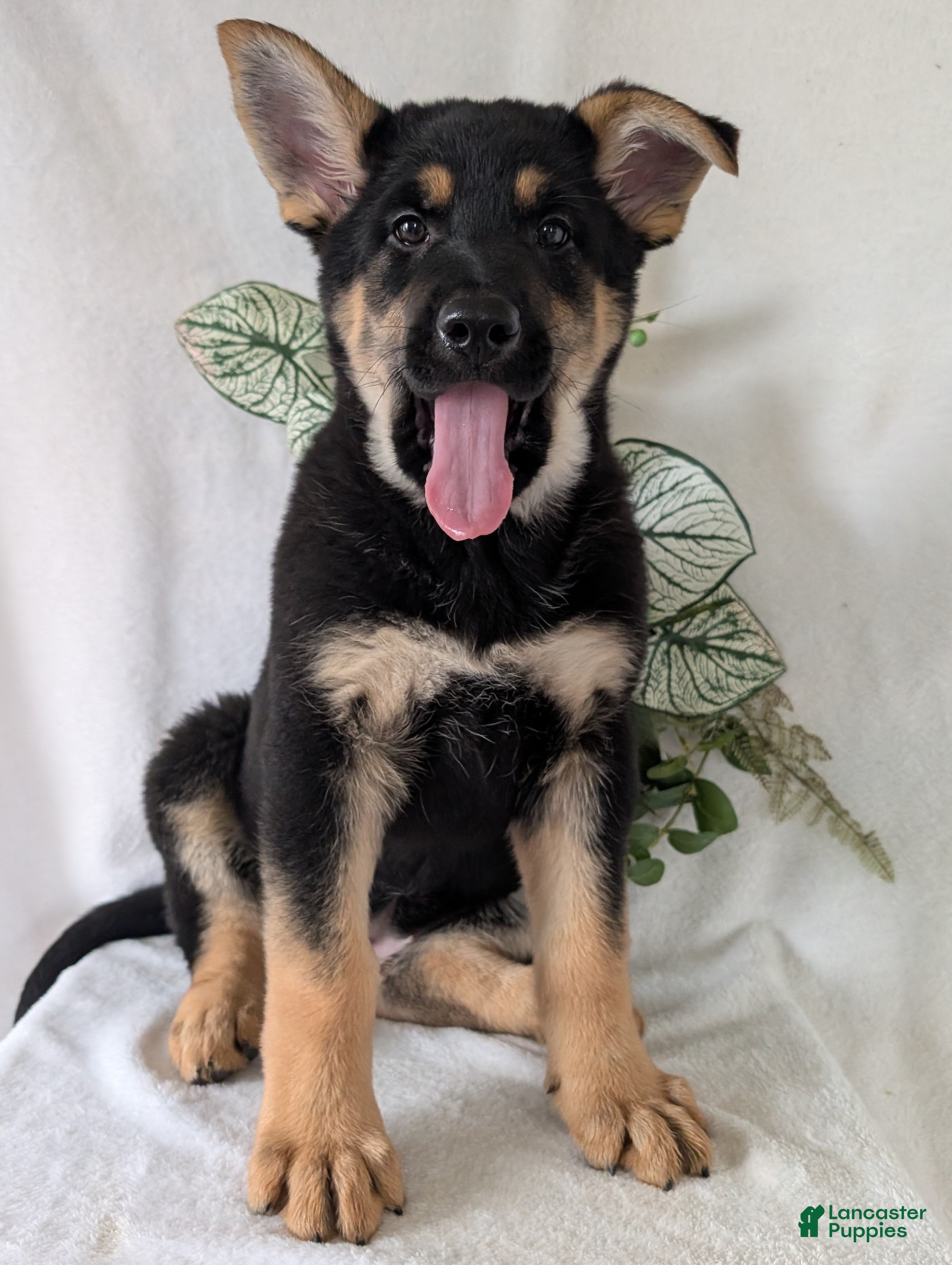 German Shepherd dogs Lucy - Ad 2