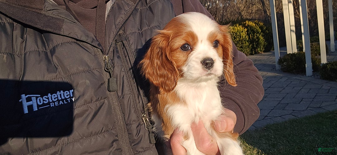 Cavalier King Charles Spaniel dogs for sale: Val - Ad 2