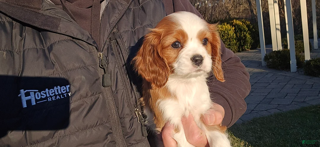 Cavalier King Charles Spaniel dogs for sale: Val - Ad 2