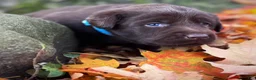 Labrador Retriever dogs for sale: Labrador Retriever 1 - Ad 17