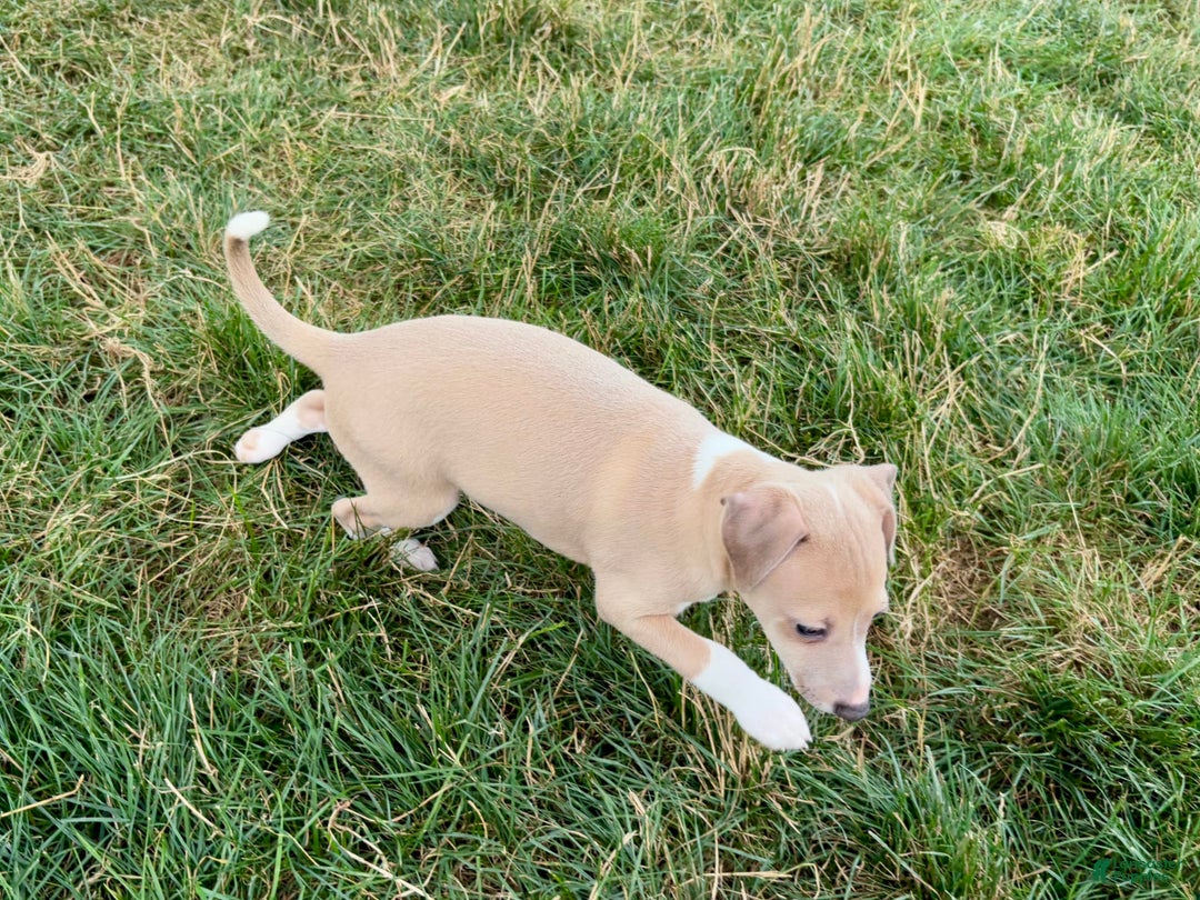 Italian Greyhound dogs for sale: Gordie - Ad 10