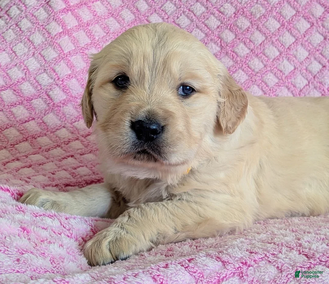 Golden Retriever dogs for sale: Harmony - Ad 2