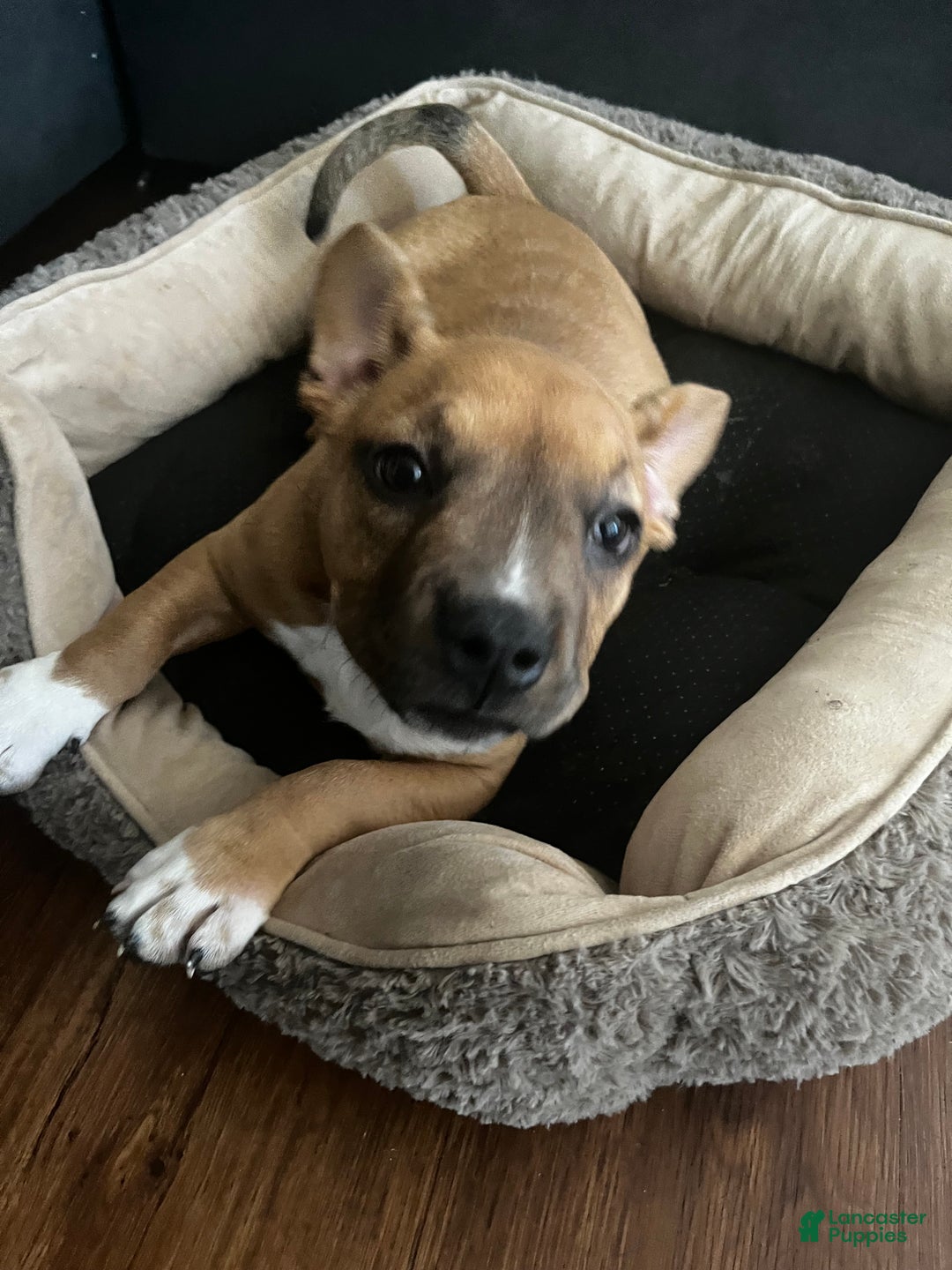 American Bully dogs for sale: Mocha - Ad 4