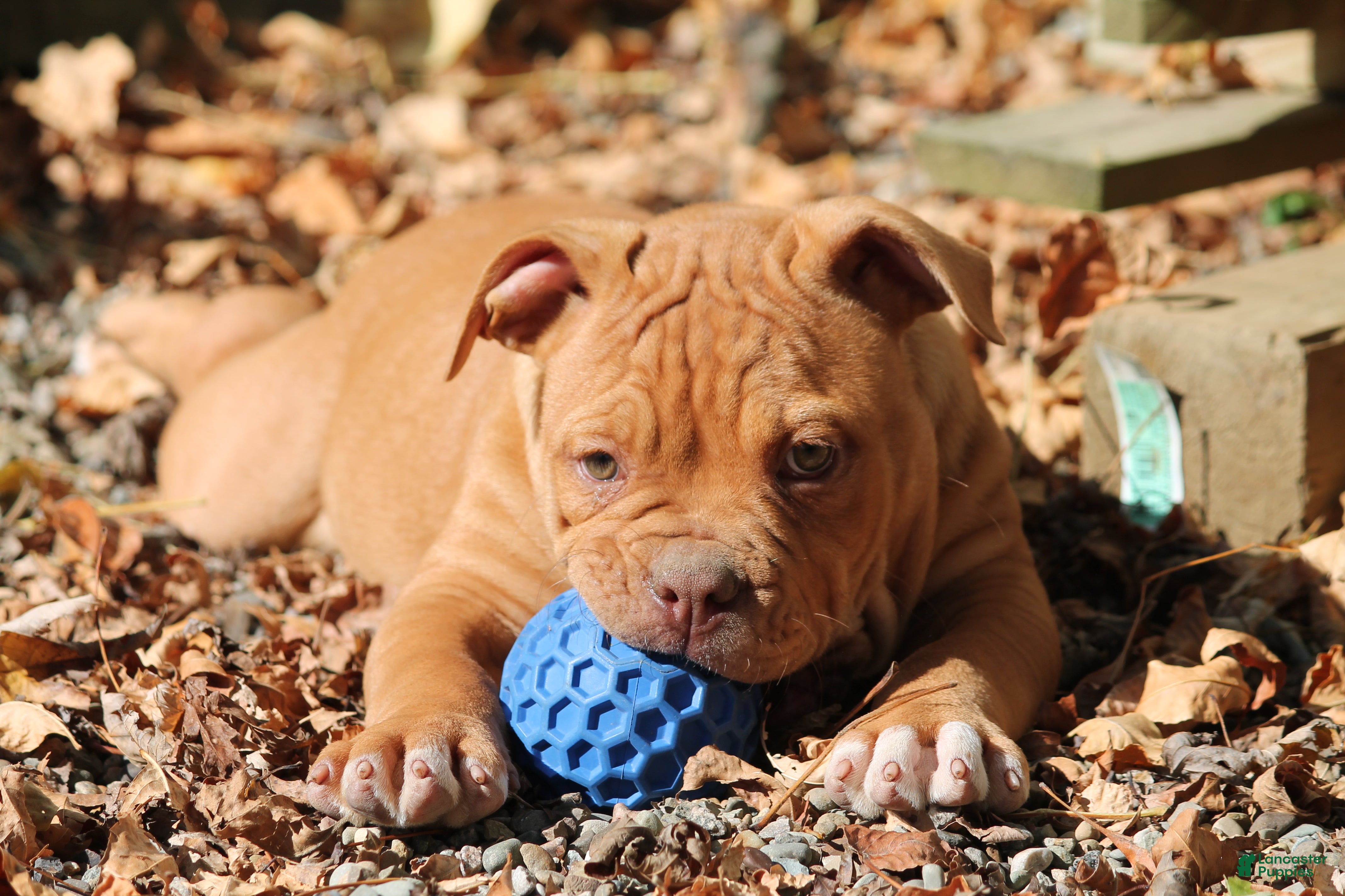 Olde English Bulldogge dogs for sale: Bluegates BETTY - Ad 2