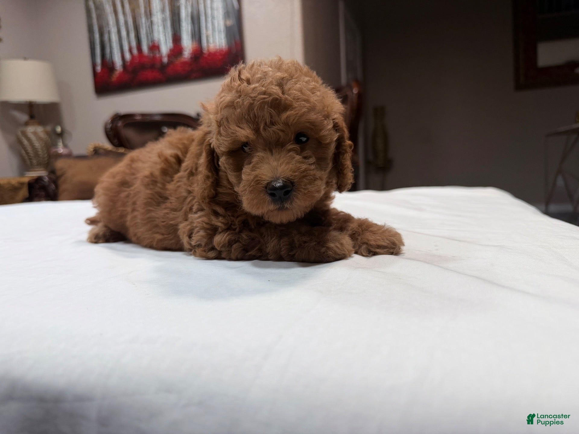 Mini Goldendoodle dogs for sale: Mini Goldendoodle 1 - Ad 2