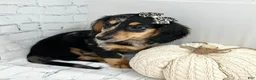 Miniature Dachshund dogs for sale: Payton - Ad 3