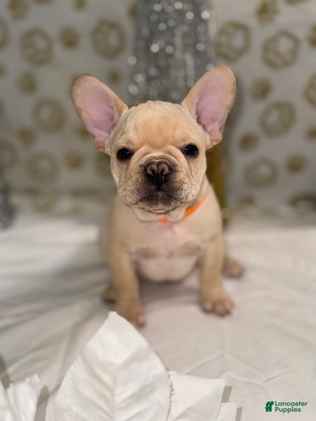 French Bulldog dogs for sale: Flash - Ad 1
