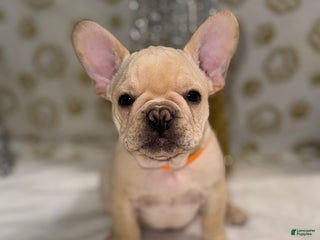 French Bulldog dogs Flash - Ad 3