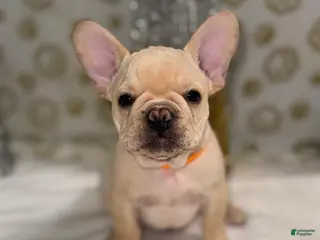 French Bulldog dogs Flash - Ad 3