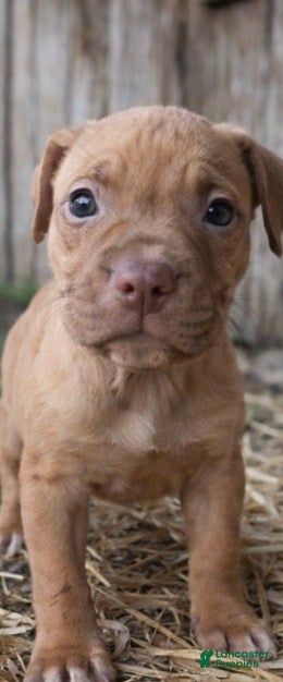 American Pit Bull Terrier dogs Beast  - Ad 19