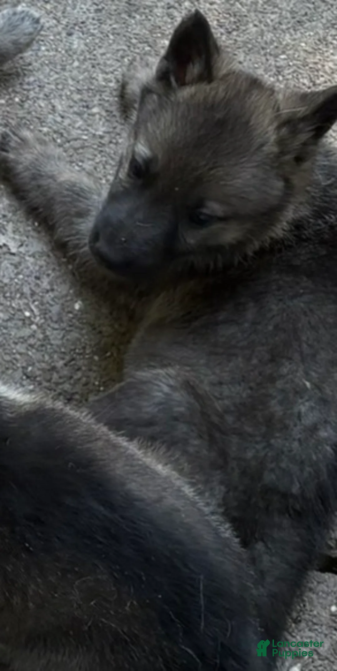 German Shepherd dogs for sale: German Shepherd 2 - Ad 1