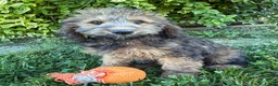 Whoodle dogs for sale: Henry - Ad 2