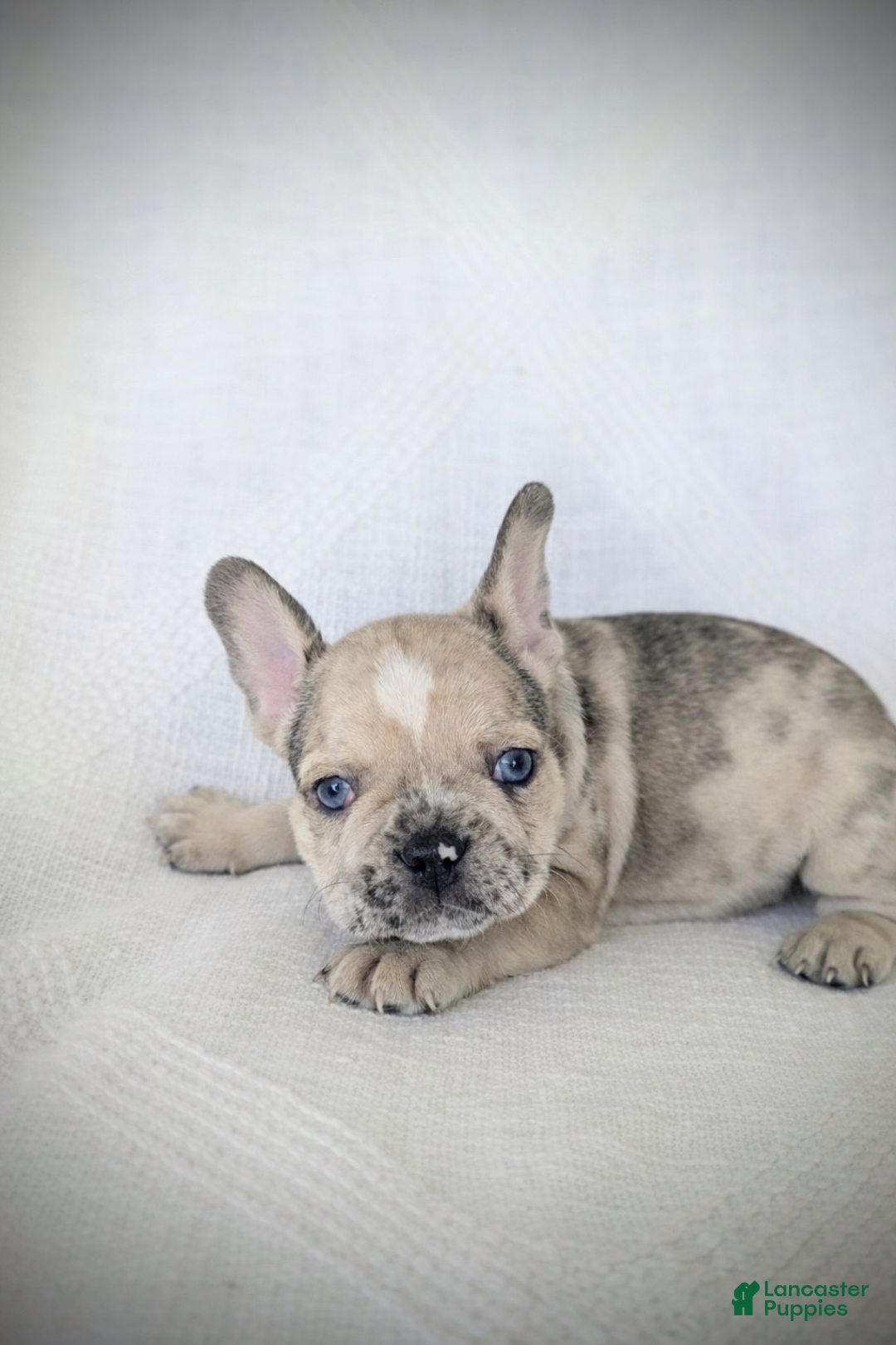 French Bulldog dogs for sale: Boomer - Ad 2