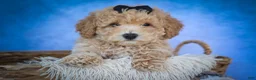Bichpoo dogs for sale: Nova💕 - Ad 8