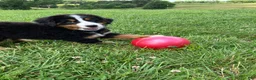 Bernese Mountain Dog dogs for sale: Pink Collar- Sassy - Ad 1