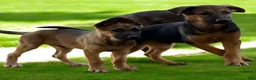 German Shepherd dogs for sale: German Shepherd Puppy 5 - Ad 2