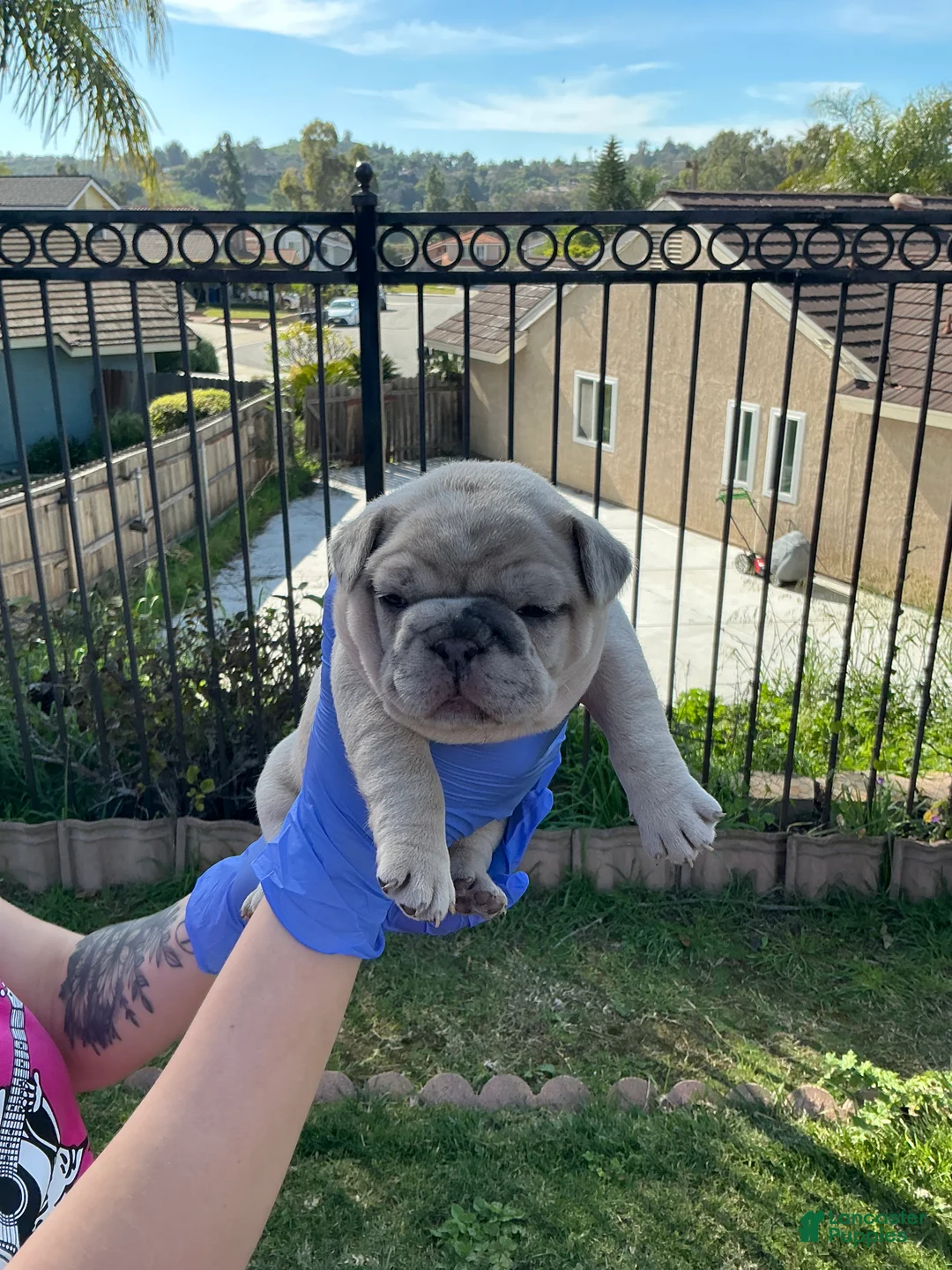 French Bulldog dogs for sale: French Bulldog Puppy 1 - Ad 1