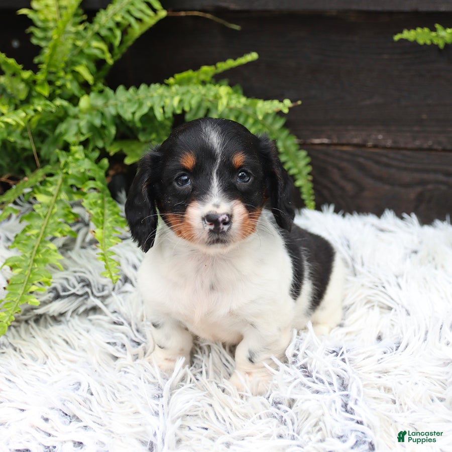 Miniature Dachshund dogs Digger - Ad 1