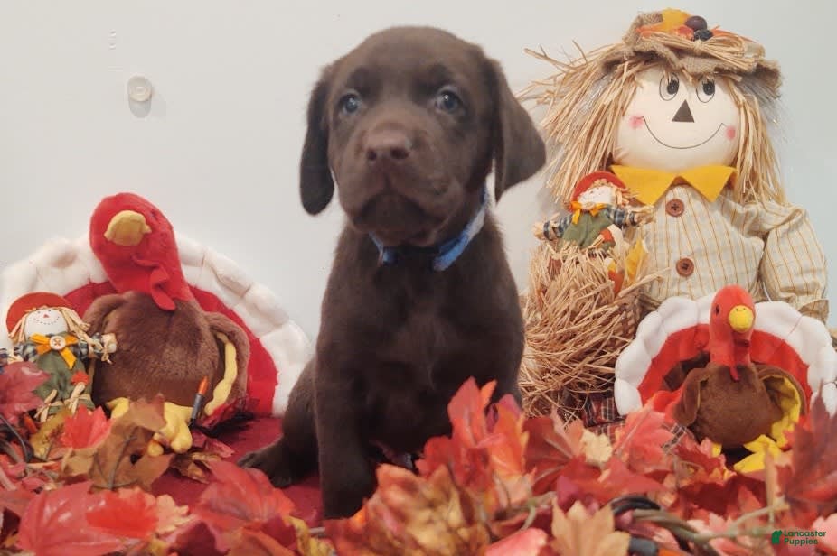 Labrador Retriever dogs Finn - Ad 14