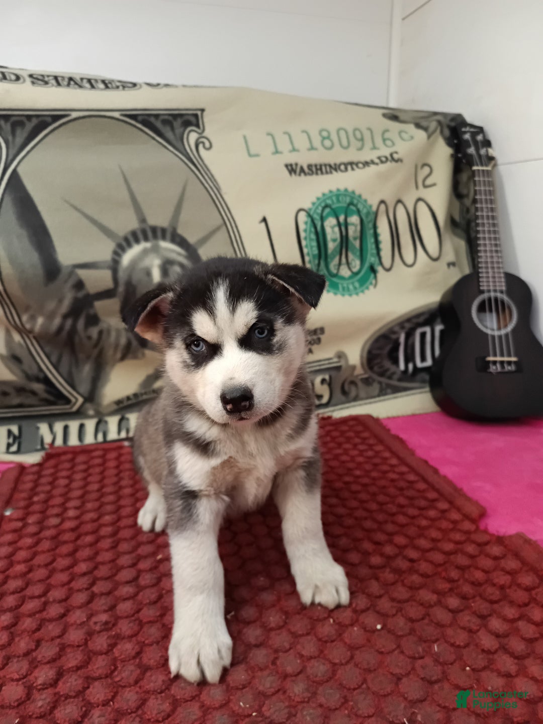 Siberian Husky dogs for sale: Aiden - Ad 1