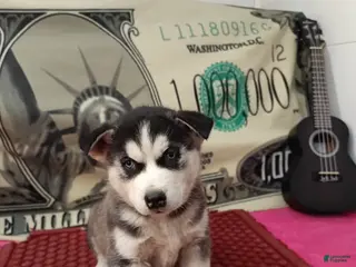 Siberian Husky dogs Aiden - Ad 37