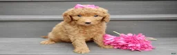 Mini Goldendoodle dogs for sale: Sunny - Ad 4